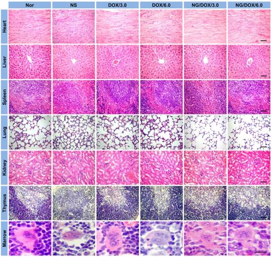 Theranostics Image