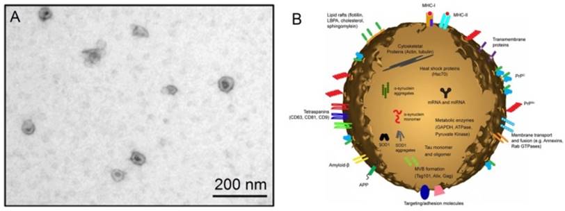 Theranostics Image