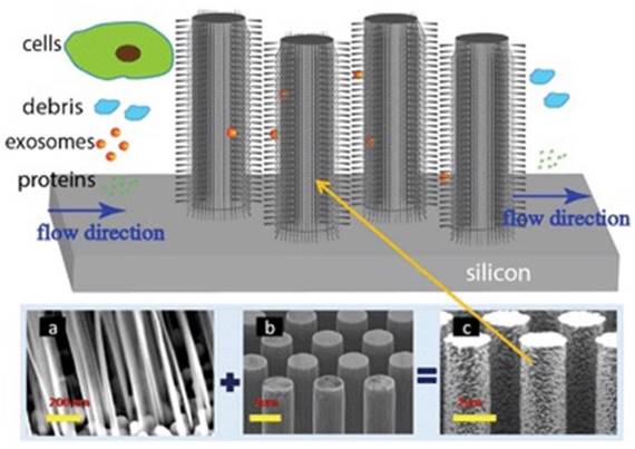 Theranostics Image