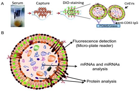 Theranostics Image