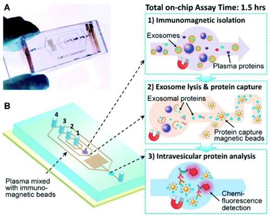 Theranostics Image