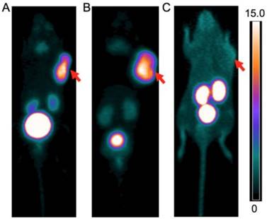 Theranostics Image