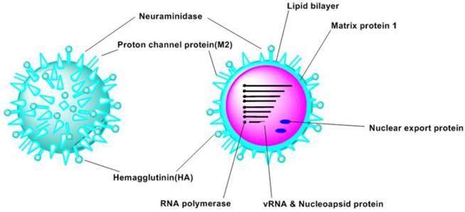 Theranostics Image