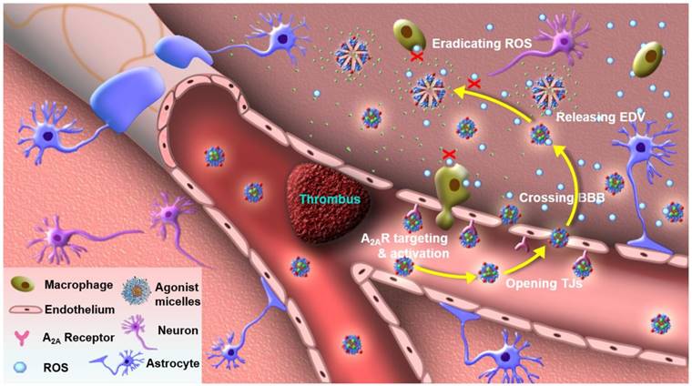 Theranostics Image