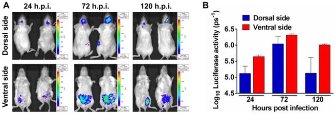 Theranostics Image