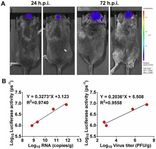 Theranostics Image