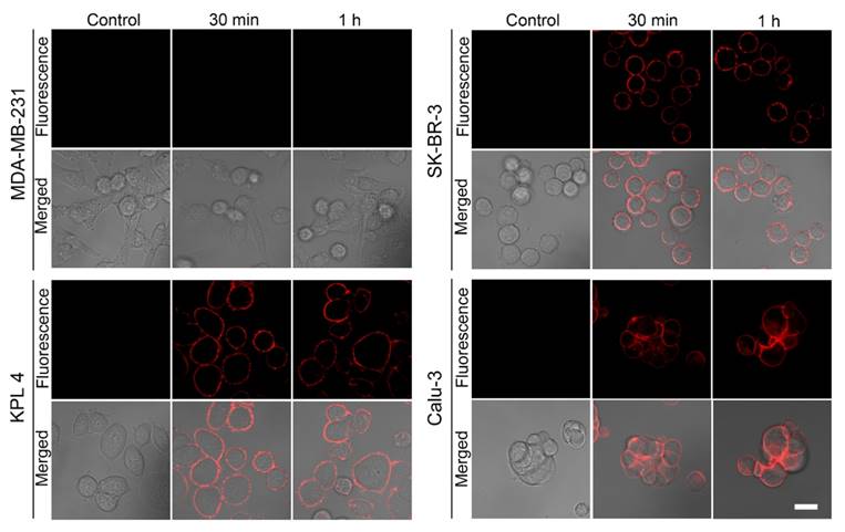 Theranostics Image