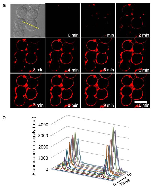 Theranostics Image