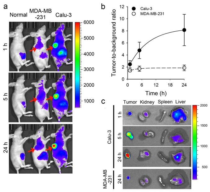 Theranostics Image