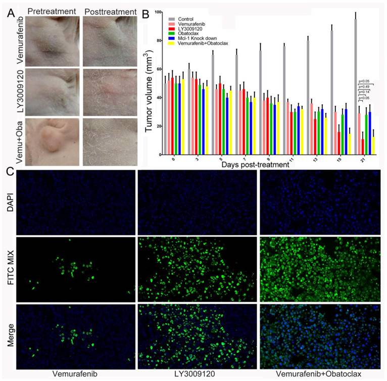 Theranostics Image