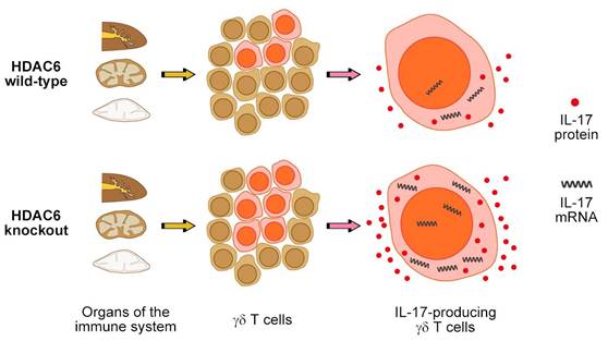 Theranostics Image