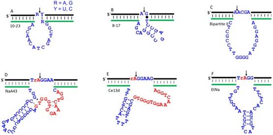 Theranostics Image