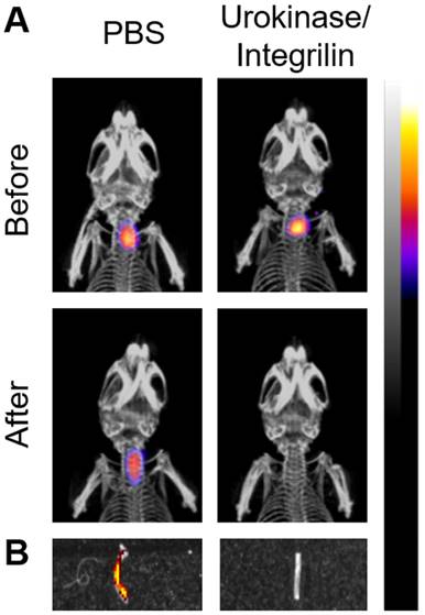 Theranostics Image