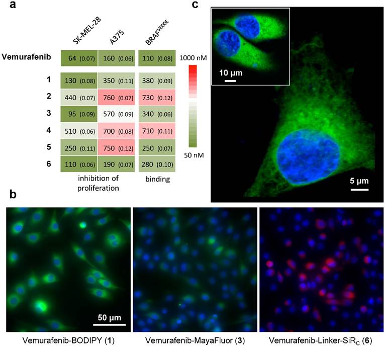 Theranostics Image