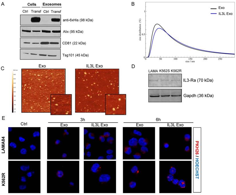 Theranostics Image