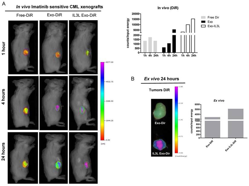 Theranostics Image