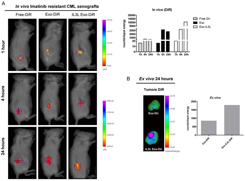 Theranostics Image