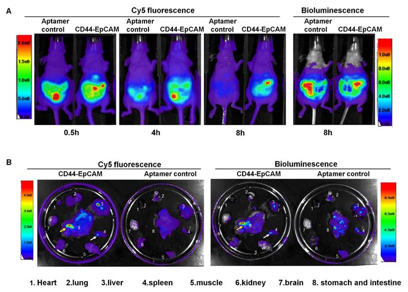 Theranostics Image