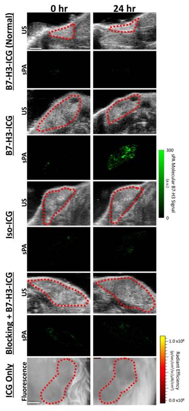 Theranostics Image