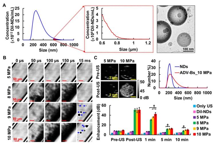 Theranostics Image