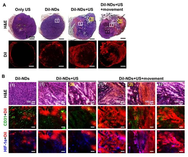 Theranostics Image