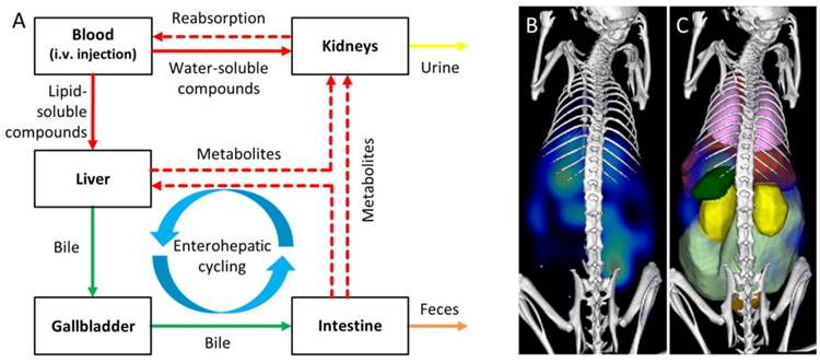 Theranostics Image