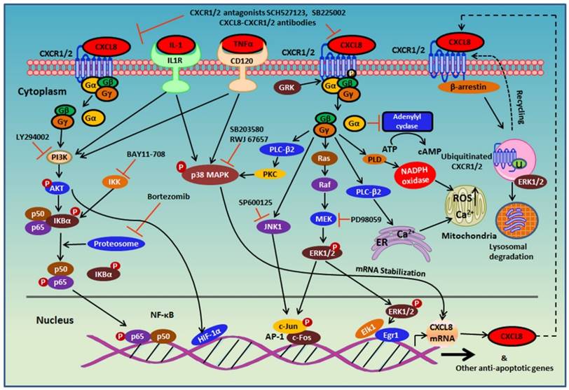 Theranostics Image