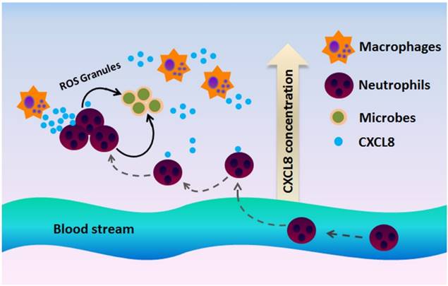 Theranostics Image