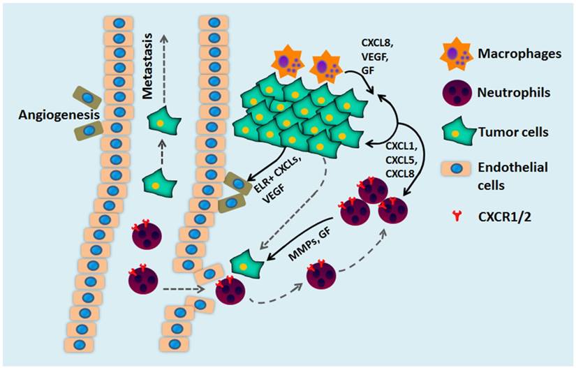 Theranostics Image