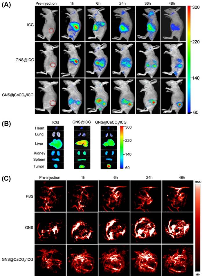 Theranostics Image