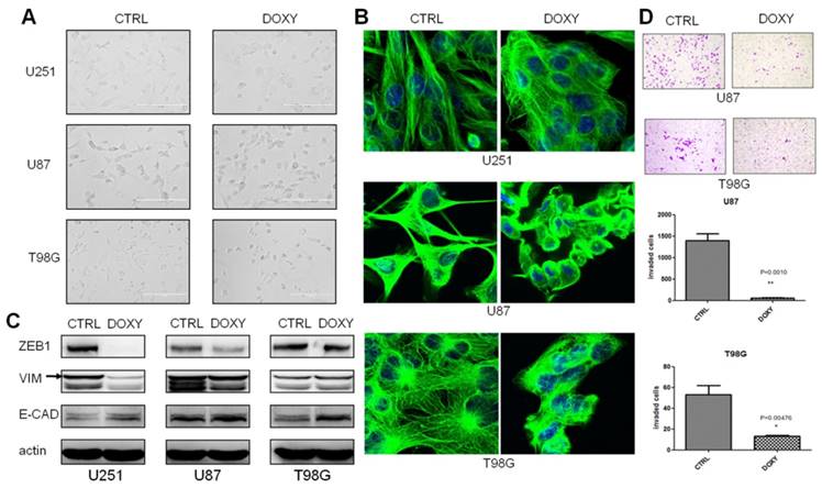 Theranostics Image