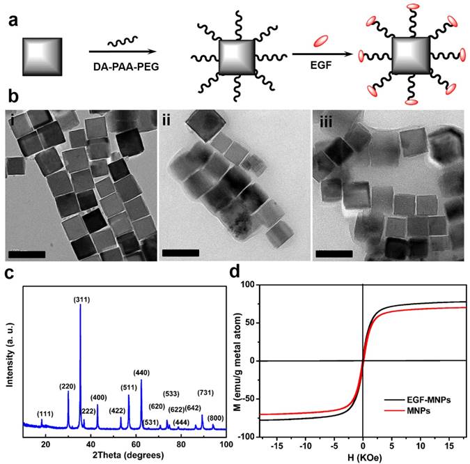 Theranostics Image