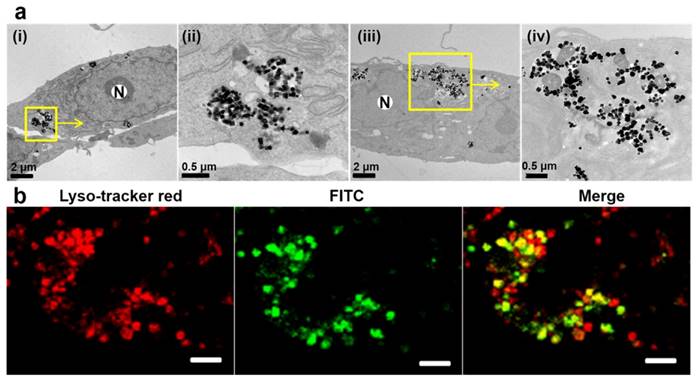 Theranostics Image