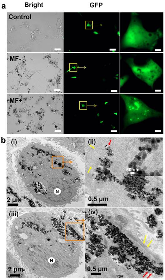 Theranostics Image