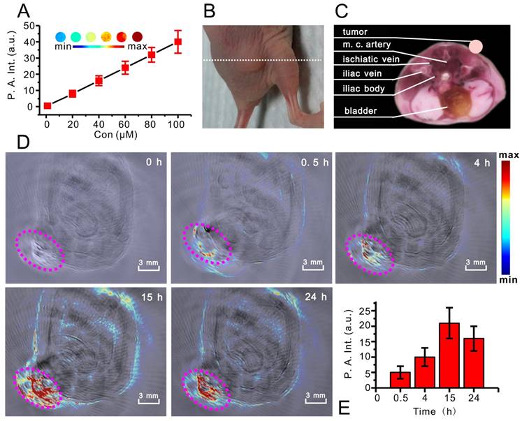 Theranostics Image