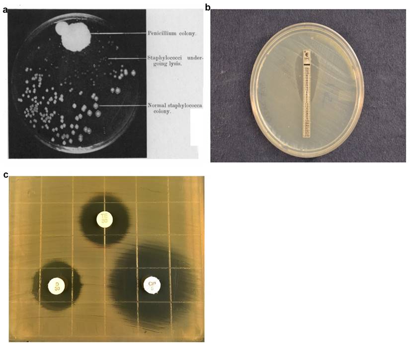 Theranostics Image