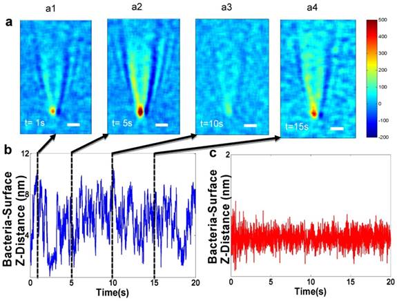 Theranostics Image