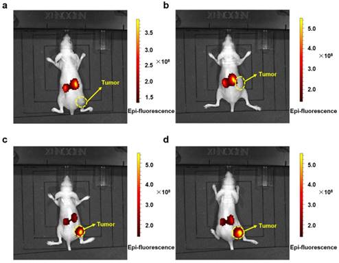 Theranostics Image