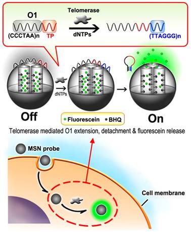 Theranostics Image