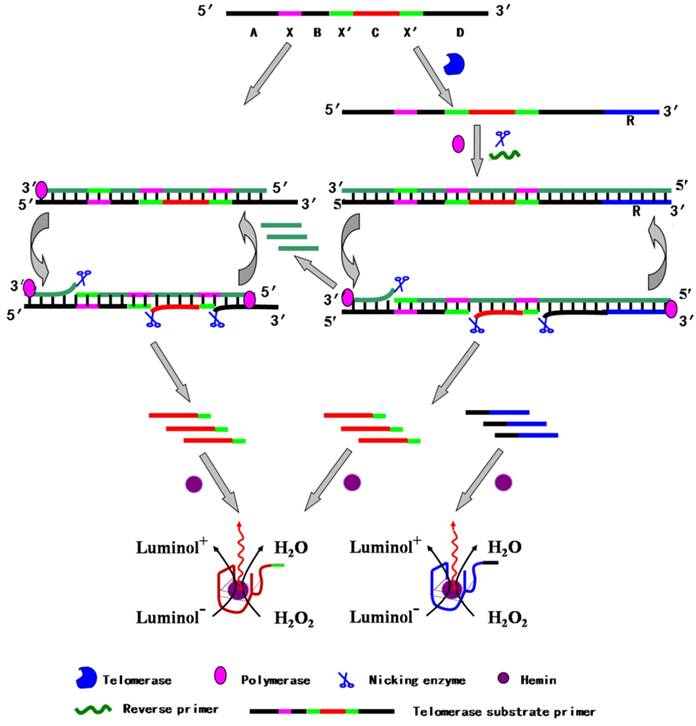 Theranostics Image