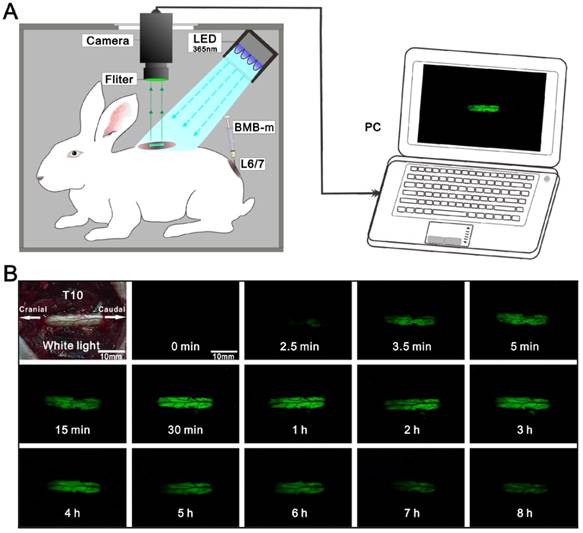 Theranostics Image