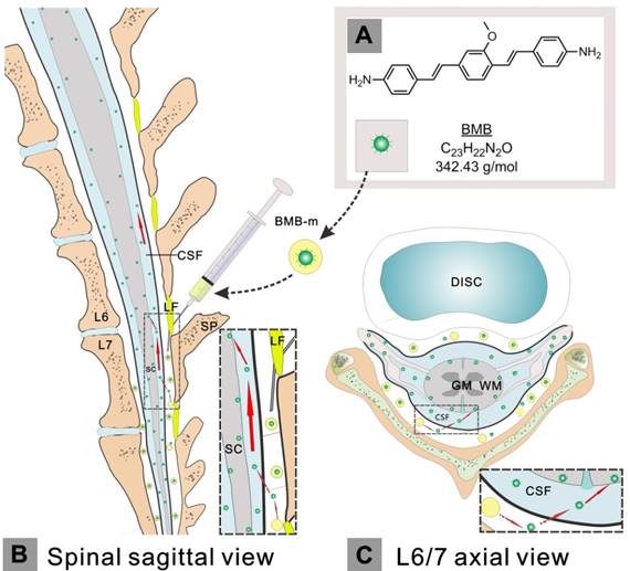 Theranostics Image