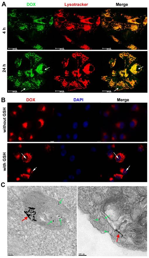 Theranostics Image