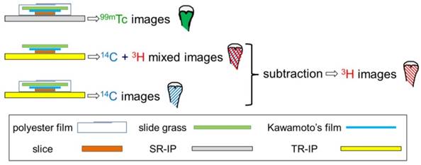 Theranostics Image