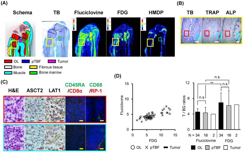 Theranostics Image