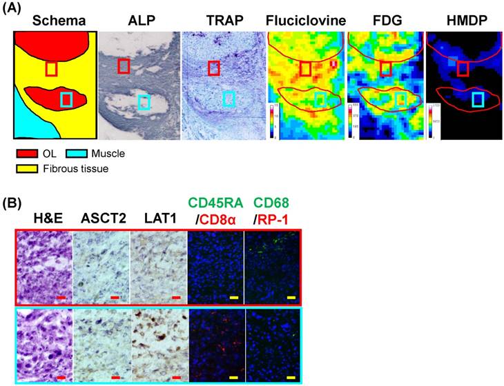 Theranostics Image