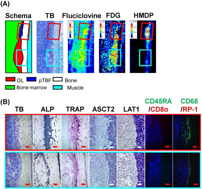 Theranostics Image