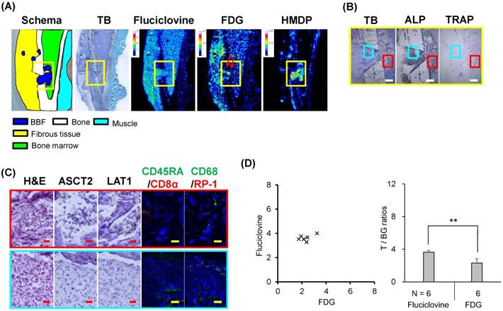 Theranostics Image