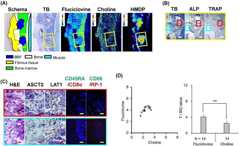 Theranostics Image