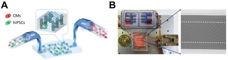 Theranostics Image